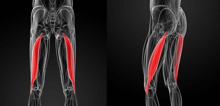 medical  illustration of the biceps femoris