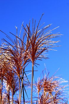 China rushes group with red flowers on an autumn blue sky