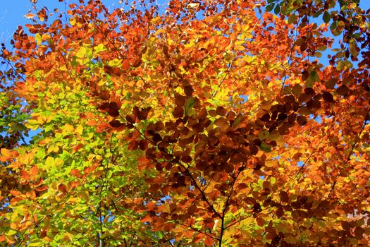 Foliage of a beech in autumn on the background of blue sky