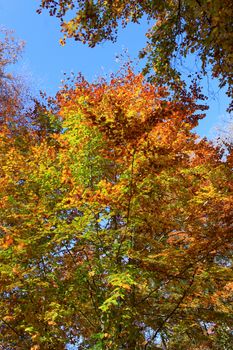 leaf of a beech in autumn on blue sky background