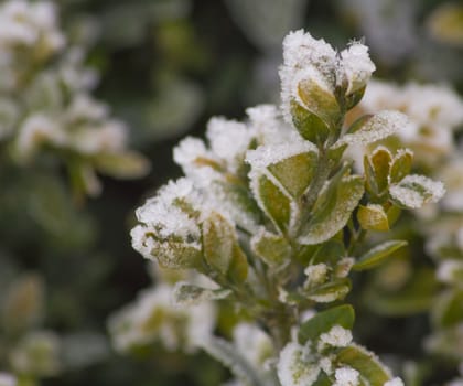 Beautiful plants, covered with ice and snow.