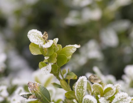 Beautiful plants, covered with ice and snow.