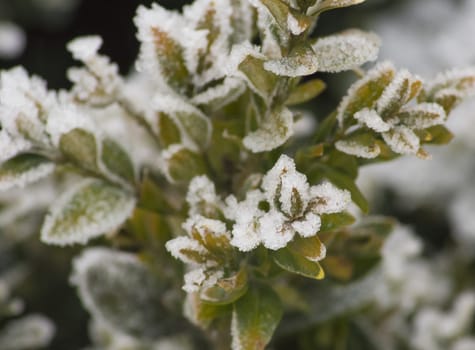 Beautiful plants, covered with ice and snow.