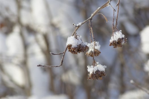 Beautiful plants, covered with ice and snow.