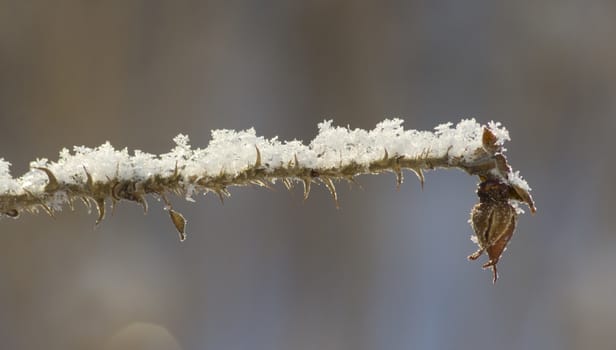 Beautiful plants, covered with ice and snow.