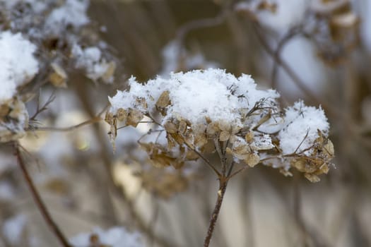 Beautiful plants, covered with ice and snow.