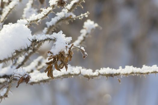 Beautiful plants, covered with ice and snow.