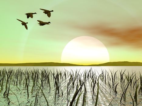 Flock of duck flying upon a pond with grass by green sunset