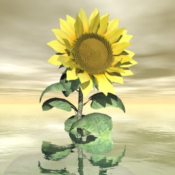 Beautiful yellow sunflower in sunset background sky - 3D render