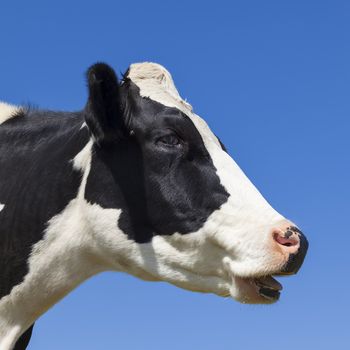 Head of black and white cow in blue sky