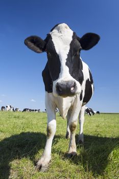 Portrait of black and white cow on green grass and blue sky