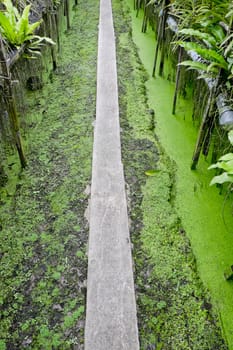 Walk way in orchid plantation