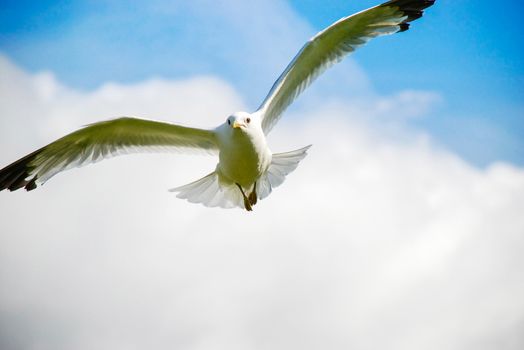 flying seagull front view with sky on background