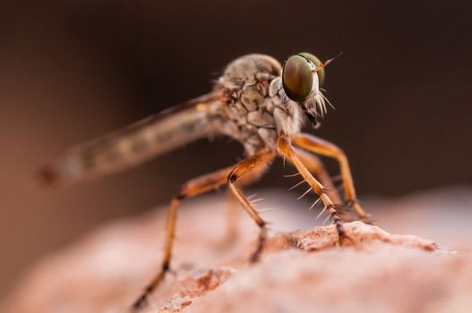 Macro shot of an Insect inside an abandoned car in the desert.