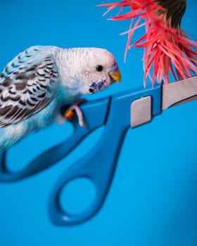 Blue and White bird perched on scissors with a flower