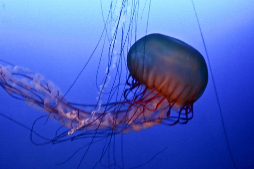 jellyfish in an aquarium tank