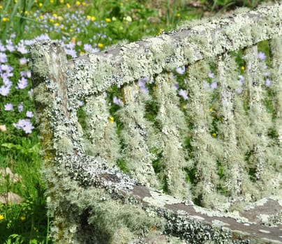 LICHEN COVERED GARDEN SEAT, OBVIOUSLY SIUATED IN A VERY DAMP ENVIRONMENT.