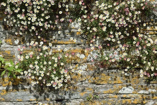 Old stone walina village in Cornwall UK hand built in the 19th century. Nature has adorned it with small white wild daisies.