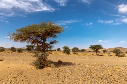 lonely tree on a background of mountains in the Sahara desert, Morocco