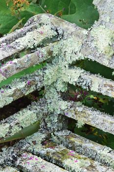 Lichen and moss growing on the wooden panels of old garden seat.