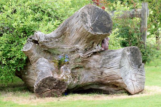 Trunk of huge felled tree as a garden sculpture.