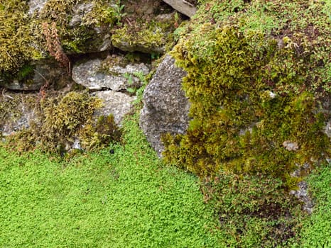 Old stone wall in a village in Cornwall UK hand built in the 19th century. Nature has adorned it with moss and lichen.