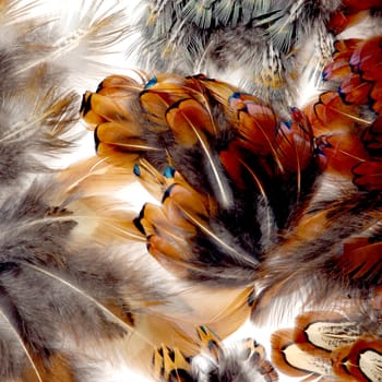 Pheasant Feathers.

An attractive and abstract design of feathers.