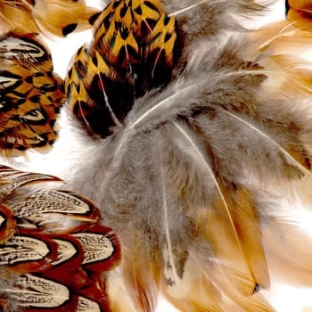 Pheasant Feathers.

An attractive and abstract design of feathers.