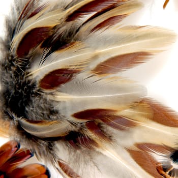 Pheasant Feathers.

An attractive and abstract design of feathers.