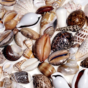 Sea shells from around the world.







Sea shells.