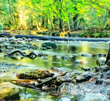 river in the forest with green trees and rocks