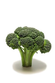 Delicious head of broccoli standing up with shadow around base. On white background