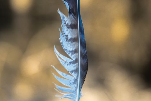 Striped white and grey feather with natural golden background