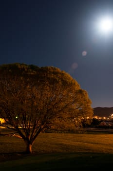 Large tree shot in a park lit by moonlight and ambient city lighting