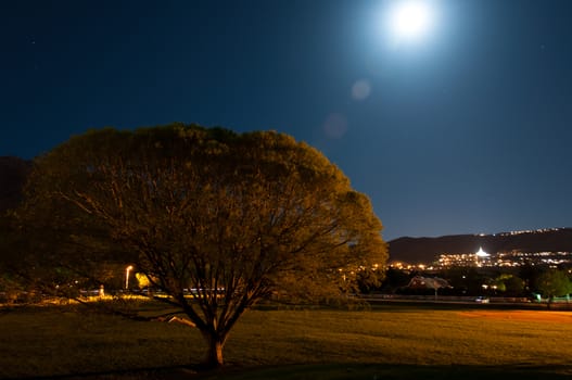 Outdoor photo of a large tree at the park with an LDS temple in the background