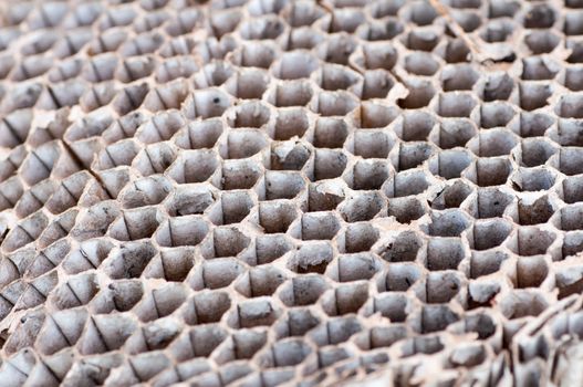 Close up photo of a bees hive on the ground