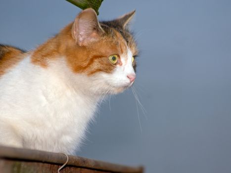 The cat's focus on sparrows, preparing to hunt.