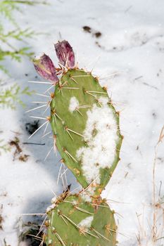 The cactus fruit and the trunk of a snowy winter.