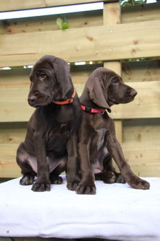 German shorthaired pointer puppies, 8 weeks old, solid liver, sisters