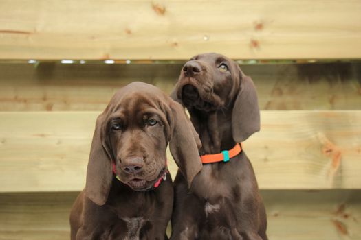 German shorthaired pointer puppies, 8 weeks old, solid liver, sisters