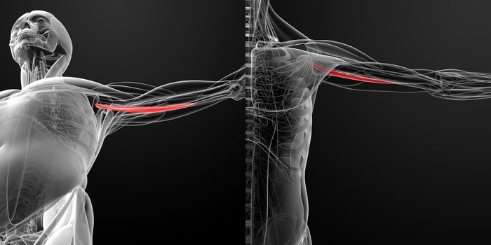 medical illustration of the coracobrachialis