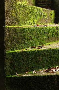 Green moss on the old stairs.