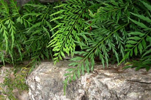 Green fern leaves