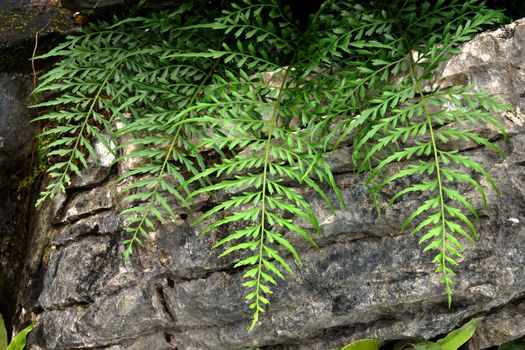 Green fern leaves