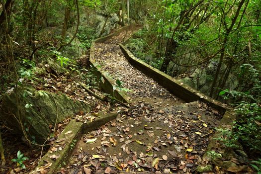 Walking in a desolate forest Botanical gardens