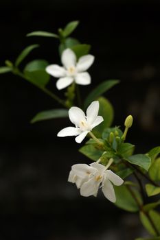 White flowers in a garden