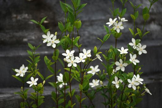 White flowers in a garden