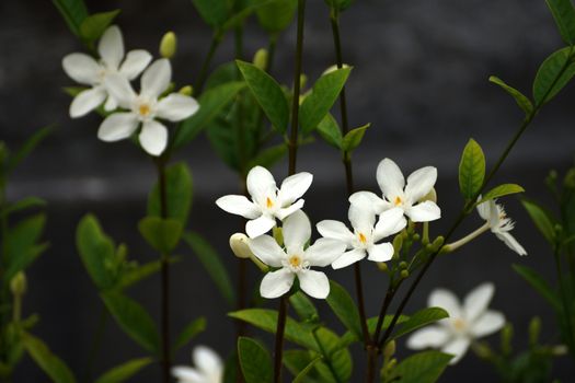 White flowers in a garden