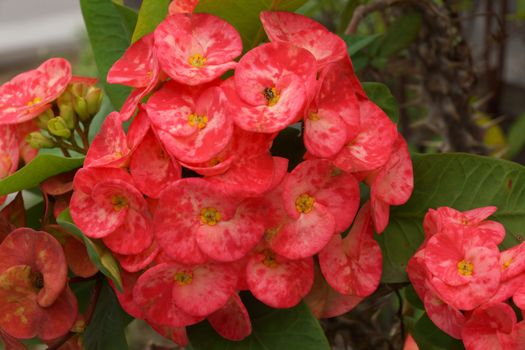 Tree to the prosperity of the Chinese people. Crown of thorns flower. (Euphorbia milli Desmoul)