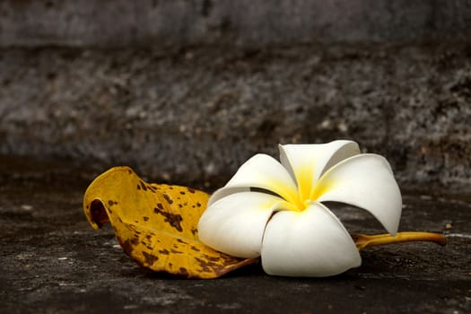 White Frangipani and leaves to wilt.